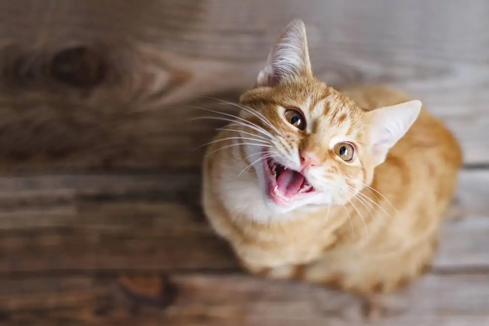 Kedi-6