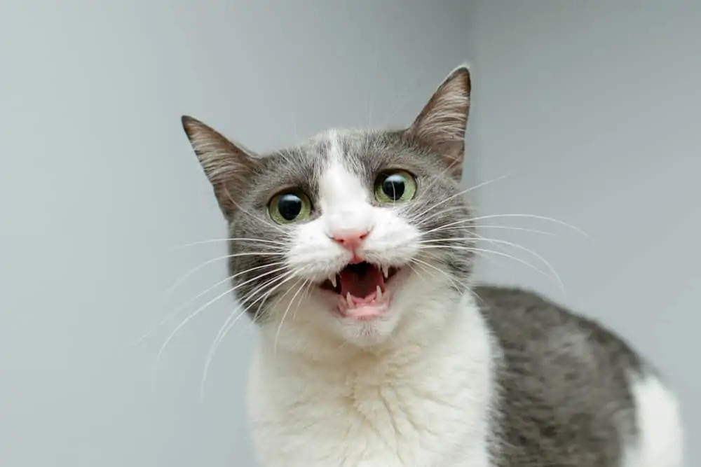 Kedi1-1
