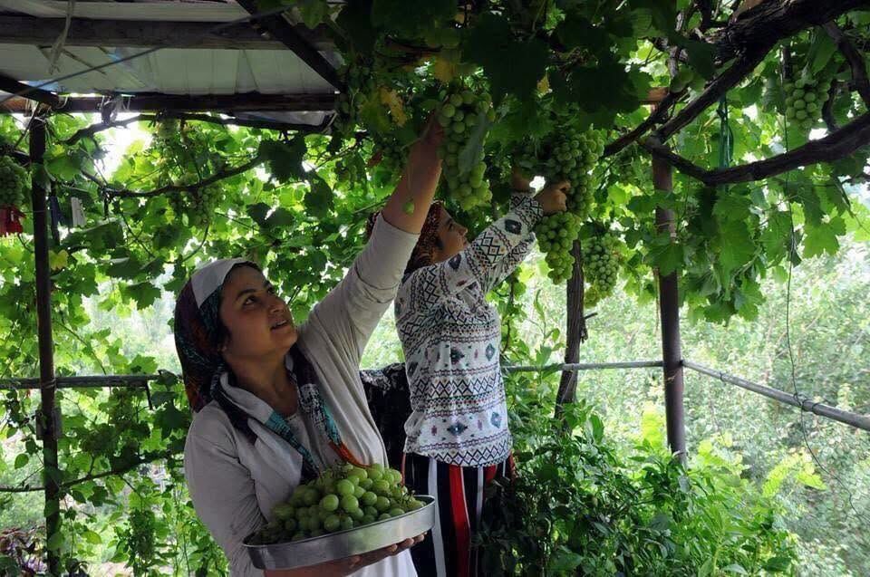Osmaniye'de Pekmez Kazanları Kaynamaya Başladı (1)