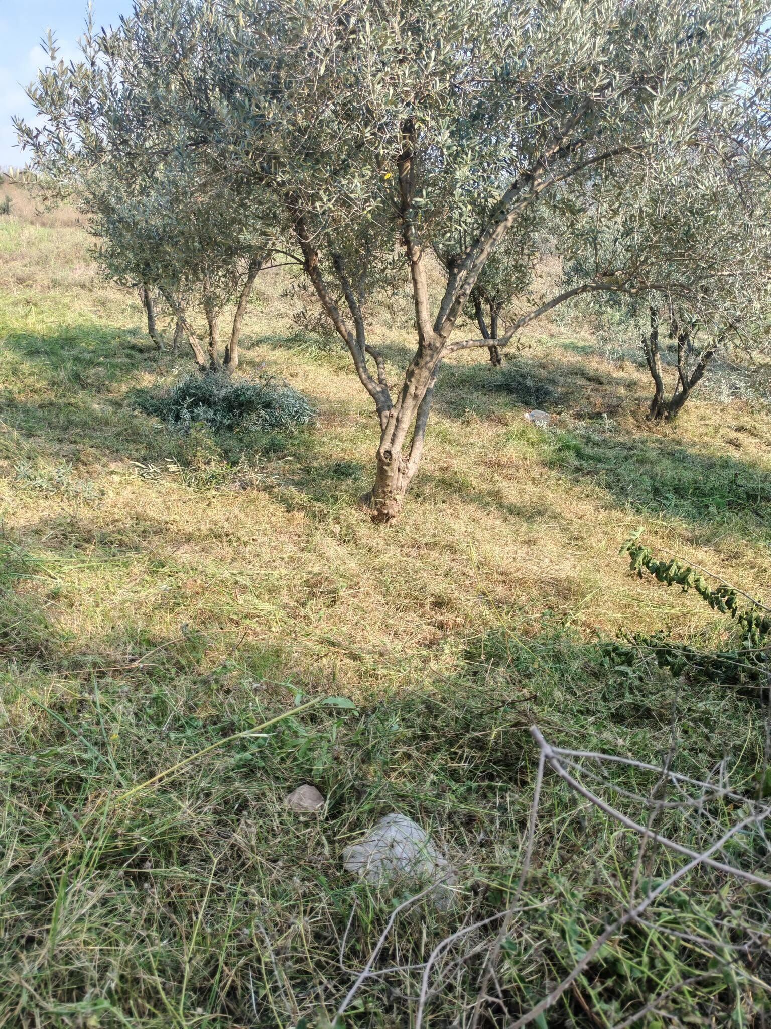 Osmaniye’de Zeytinliklerde Yaz Mesaisi Sürüyor (6)