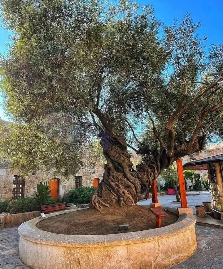 Payas Kalesi Tarih Ve Kültürü Bir Arada Sunuyor2