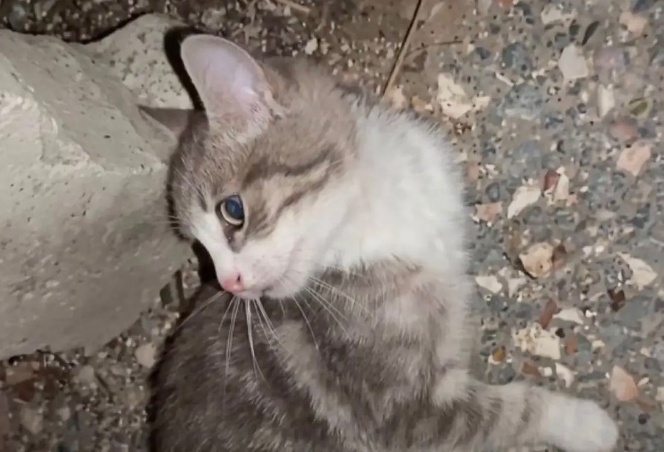 Şiddety Gören Kedi