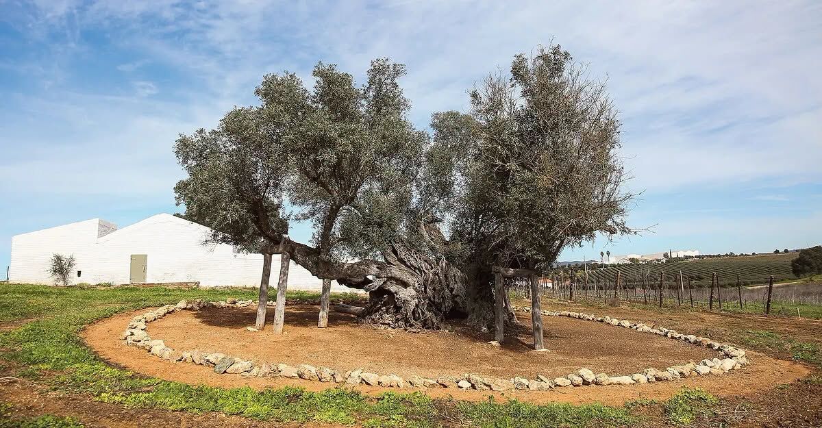3 Bin 700 Yıllık Zeytin Ağacı Hâlâ Meyve Veriyor (1)