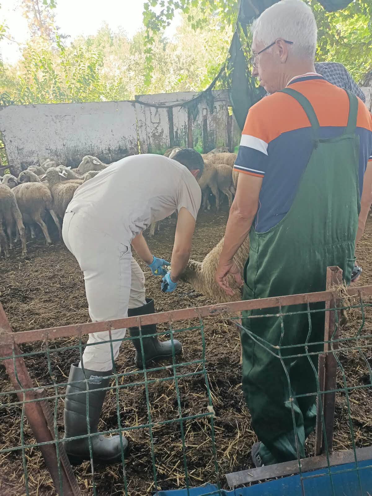 Düziçi’nde Hayvanlara Sağlık Kontrolü ve Aşılama