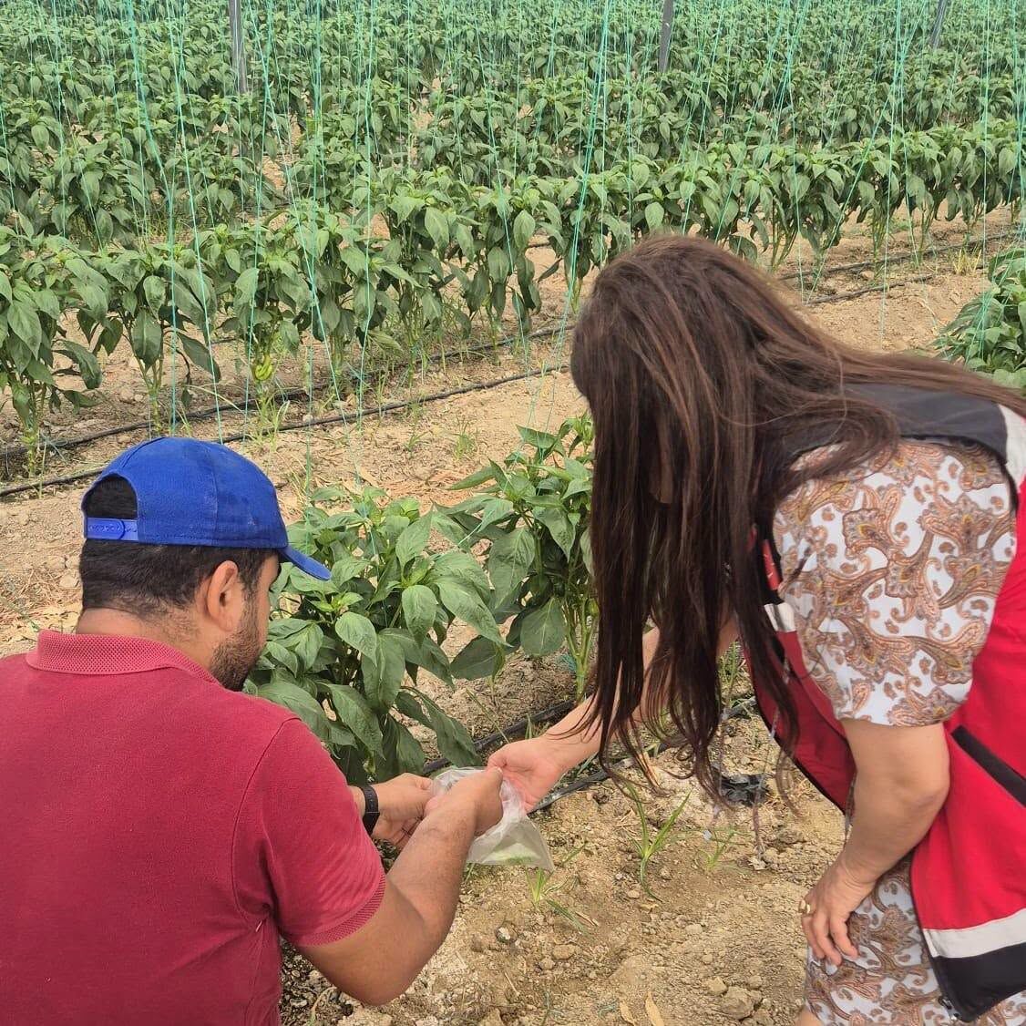 Aksu ve Finike’de Zararlılara Karşı Tarla Çalışması