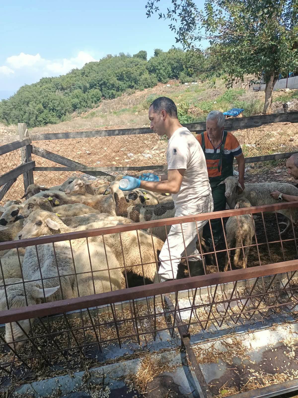 Düziçi’nde Hayvanlara Sağlık Kontrolü ve Aşılama