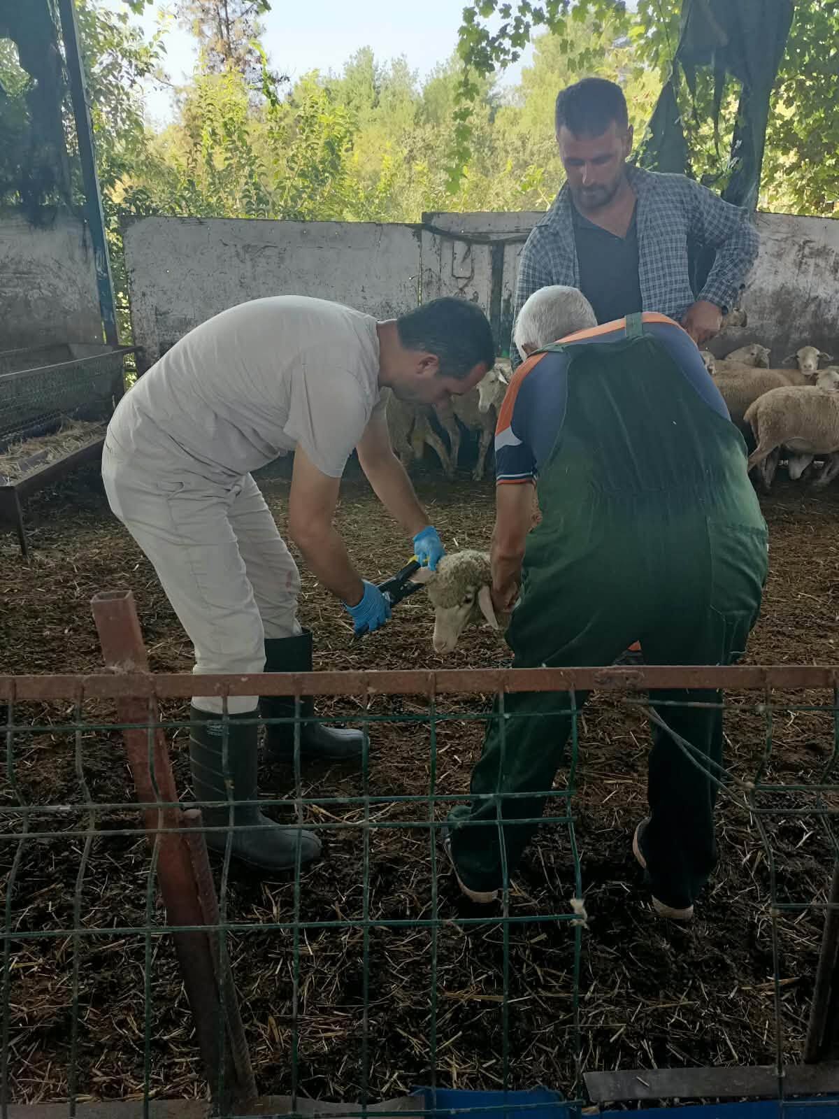 Düziçi’nde Hayvanlara Sağlık Kontrolü ve Aşılama