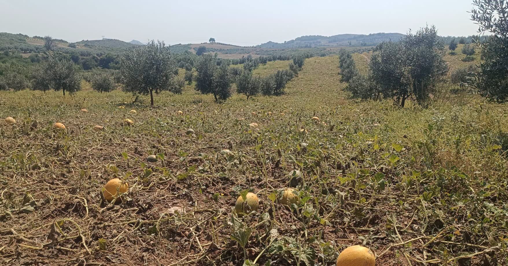 Osmaniye’de Dolu Zararları İçin Hasar Tespiti Sürüyor