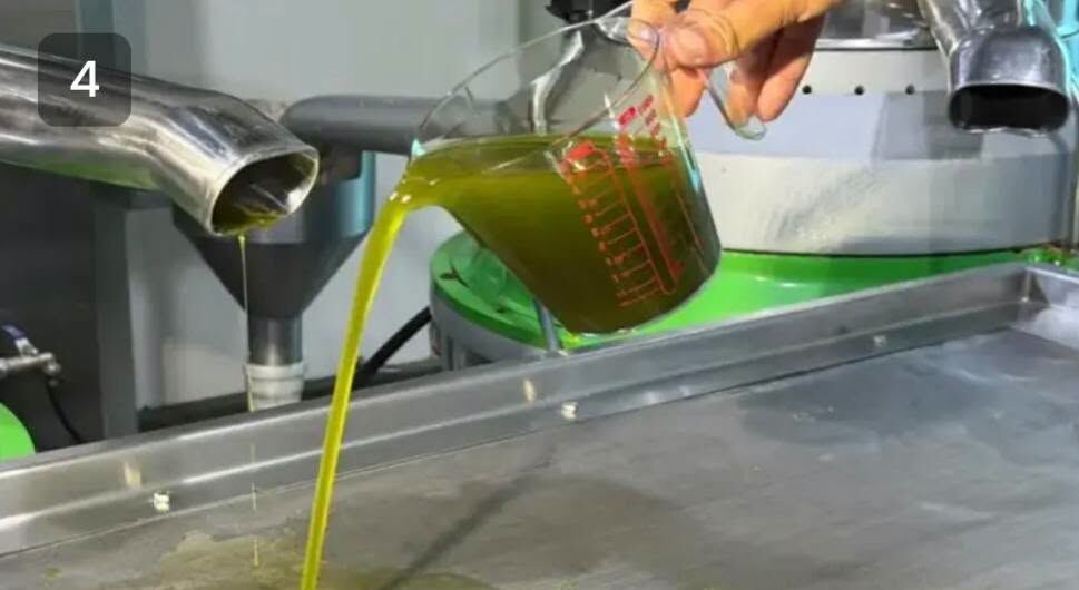 Bursa’da 11 Kilo Zeytinden Sadece 1 Litre Yağ Çıkıyor-1