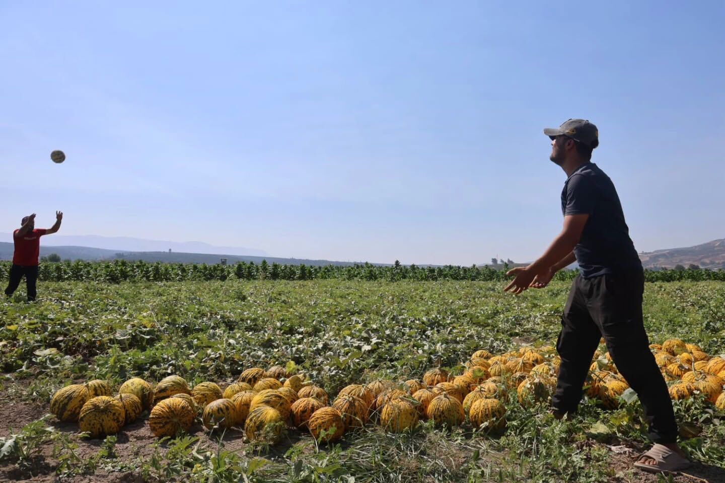 Hatay’da Kavun Hasadı Bereketli Başladı