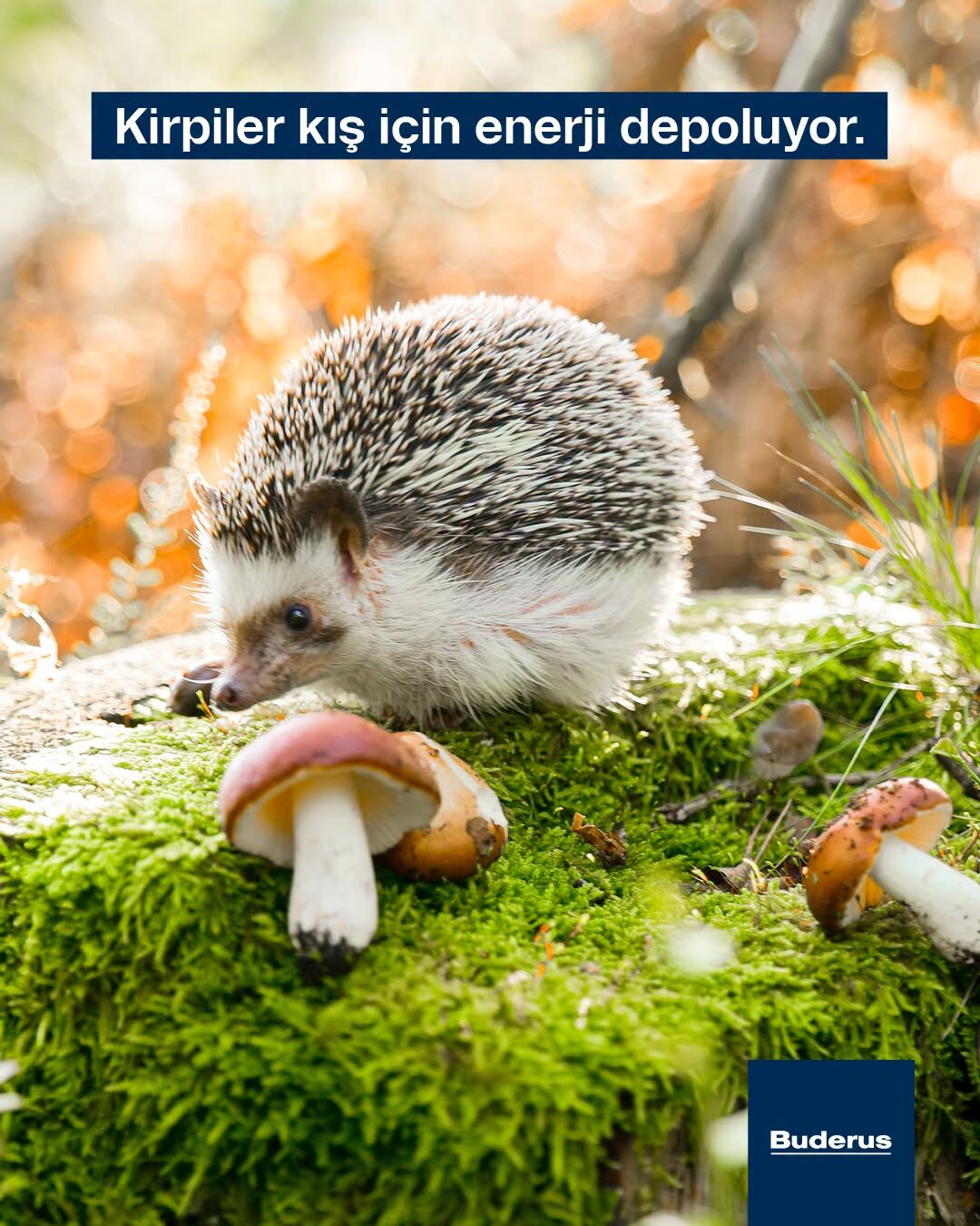 Osmaniye’de Sonbahar Ekinoksuyla Yeni Mevsim