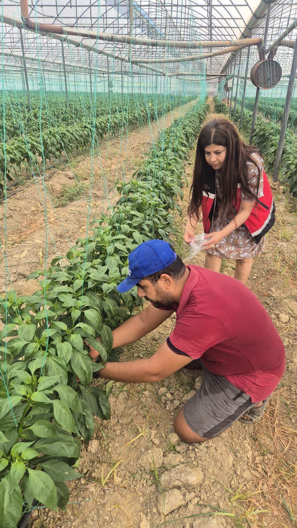 Aksu ve Finike’de Zararlılara Karşı Tarla Çalışması