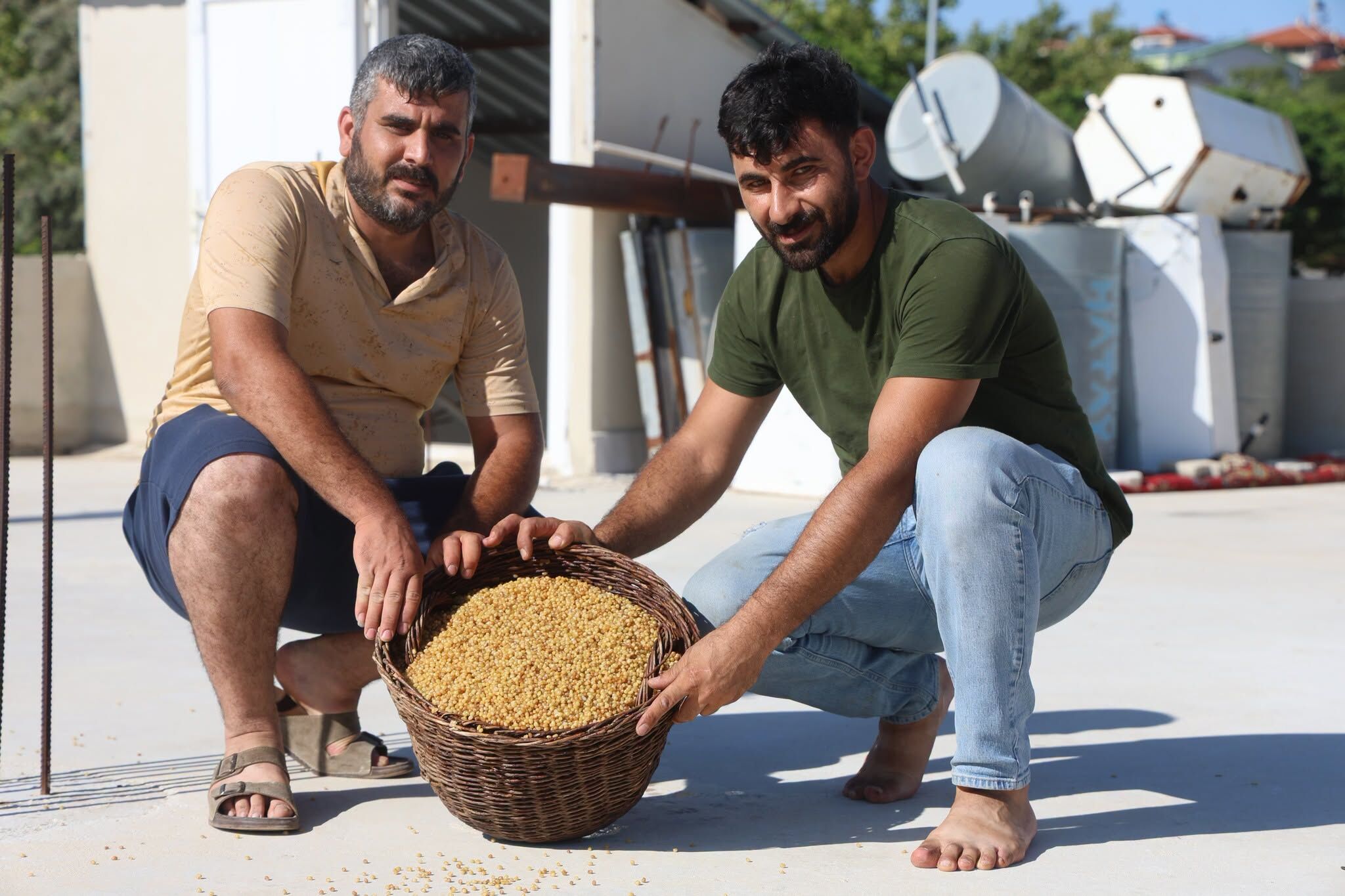 Hatay’da Karakılçık Buğdayı Bulgura Dönüşüyor