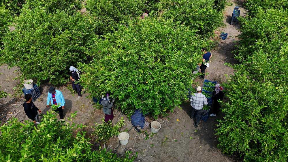Adana’da Limon Hasadı Yavaşladı, Gözler Rusya Pazarında-1