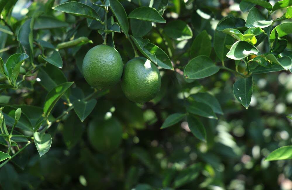Adana’da Limon Hasadı Yavaşladı, Gözler Rusya Pazarında