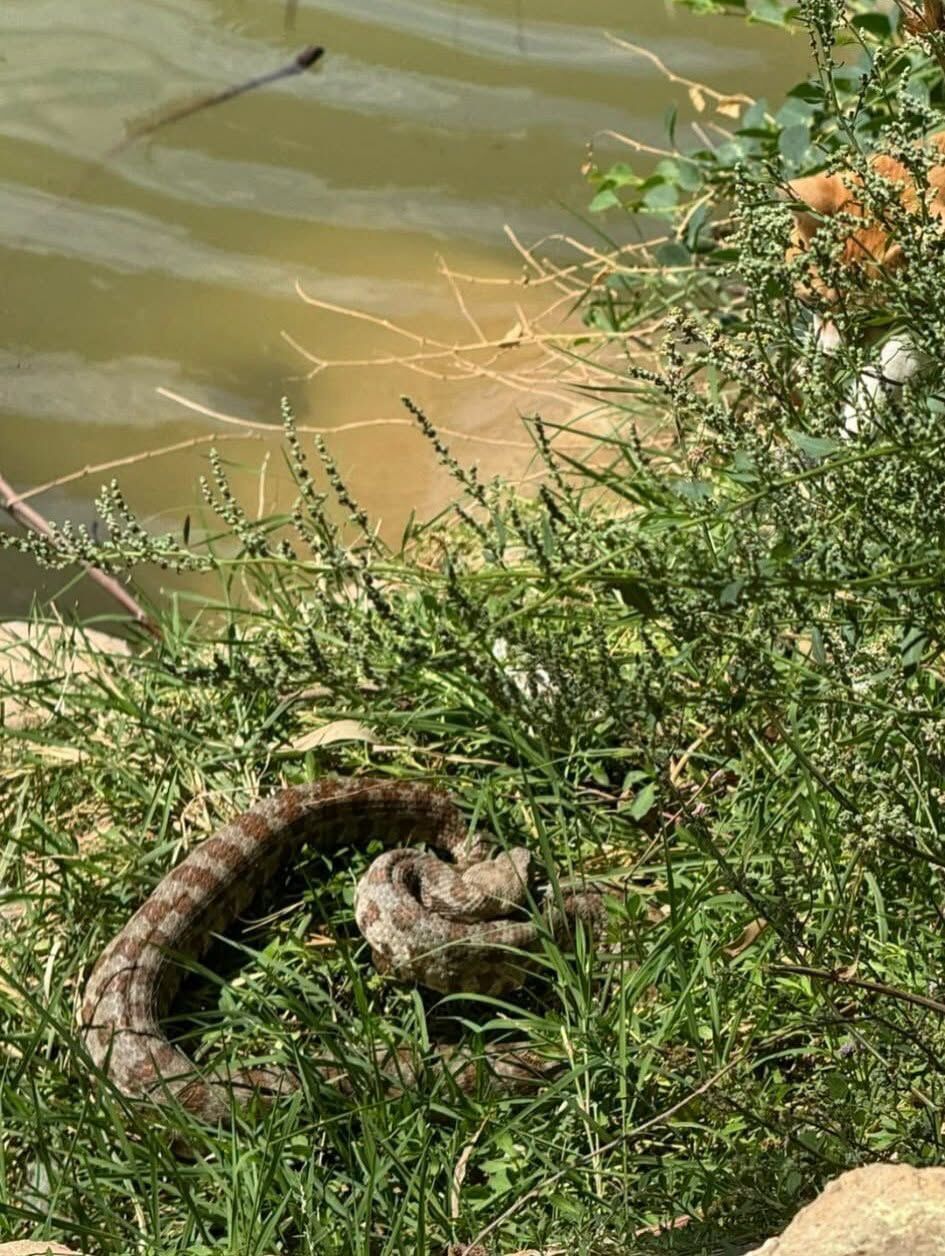 Reyhanlı'da Göl Kenarında Yılan Alarmı-1