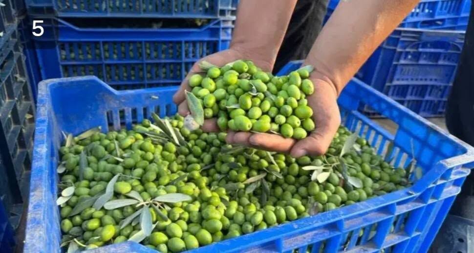 Bursa’da 11 Kilo Zeytinden Sadece 1 Litre Yağ Çıkıyor-2