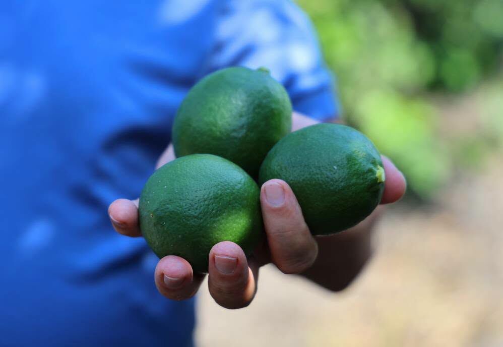 Adana’da Limon Hasadı Yavaşladı, Gözler Rusya Pazarında