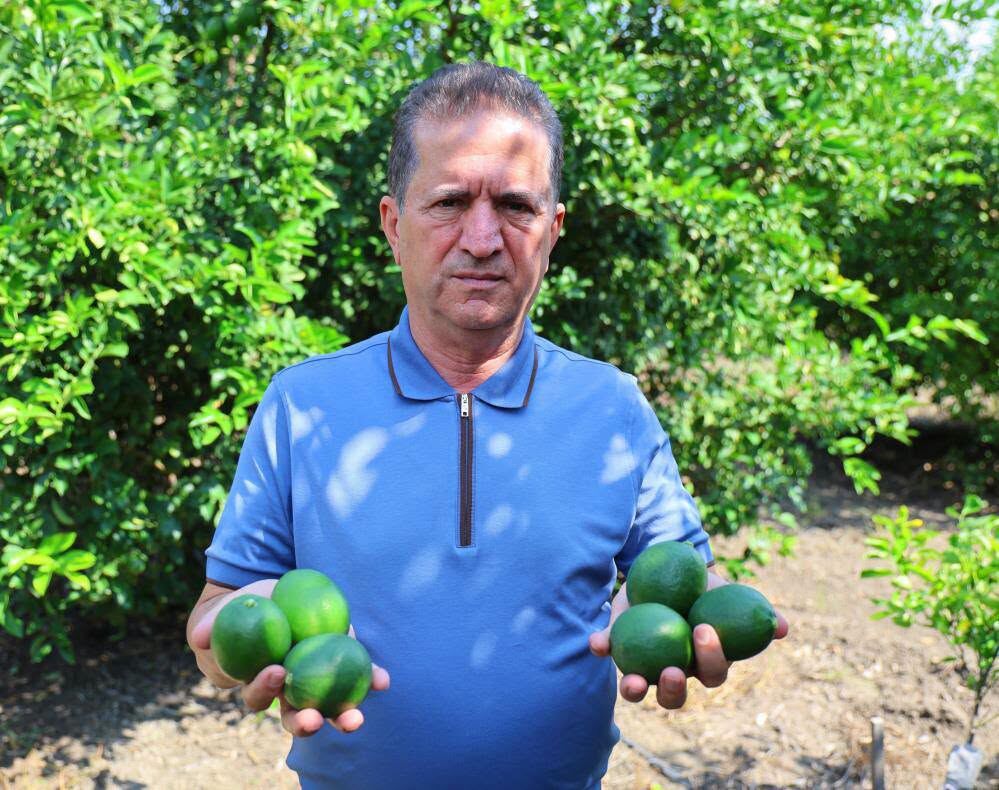 Adana’da Limon Hasadı Yavaşladı, Gözler Rusya Pazarında
