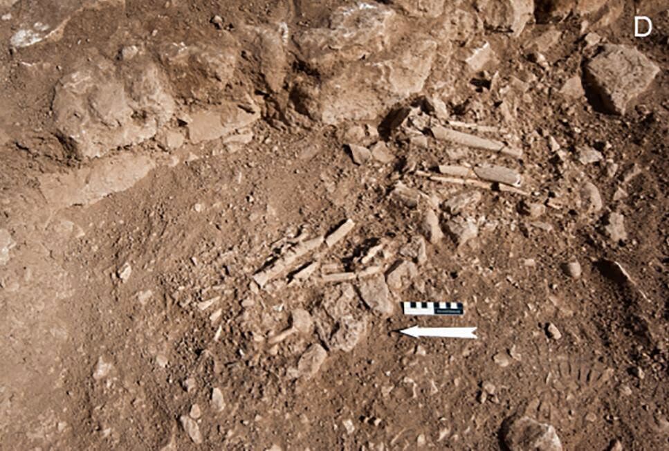 Şanlıurfa'da Göbeklitepe'nin Ölüleri Nasıl Gömülüyordu-1