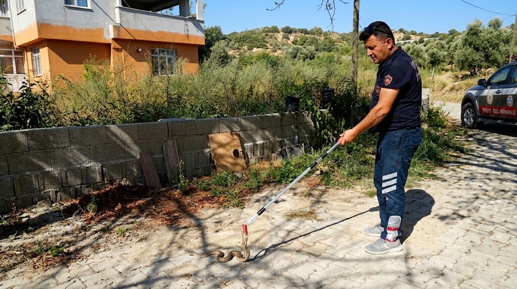 Samandağ’da Yerleşim Yerine Giren Yılan Kurtarıldı
