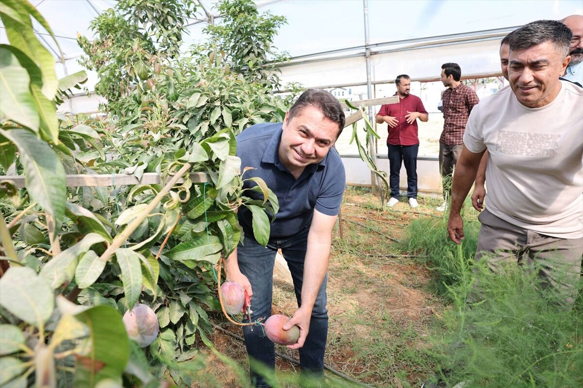 ALKÜ serasında yetiştirilen mangolar hasat edildi