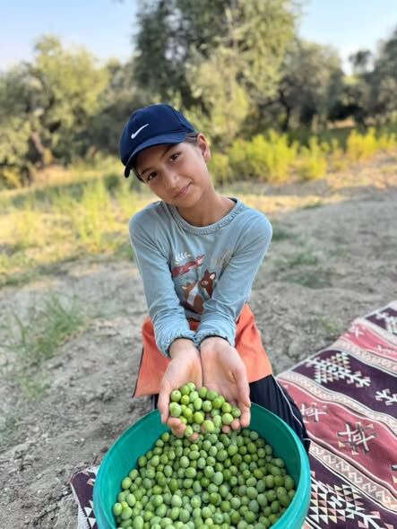 Altınözü Karsu Köyü’nde Halhalı Zeytin Hasadı Başladı (2)