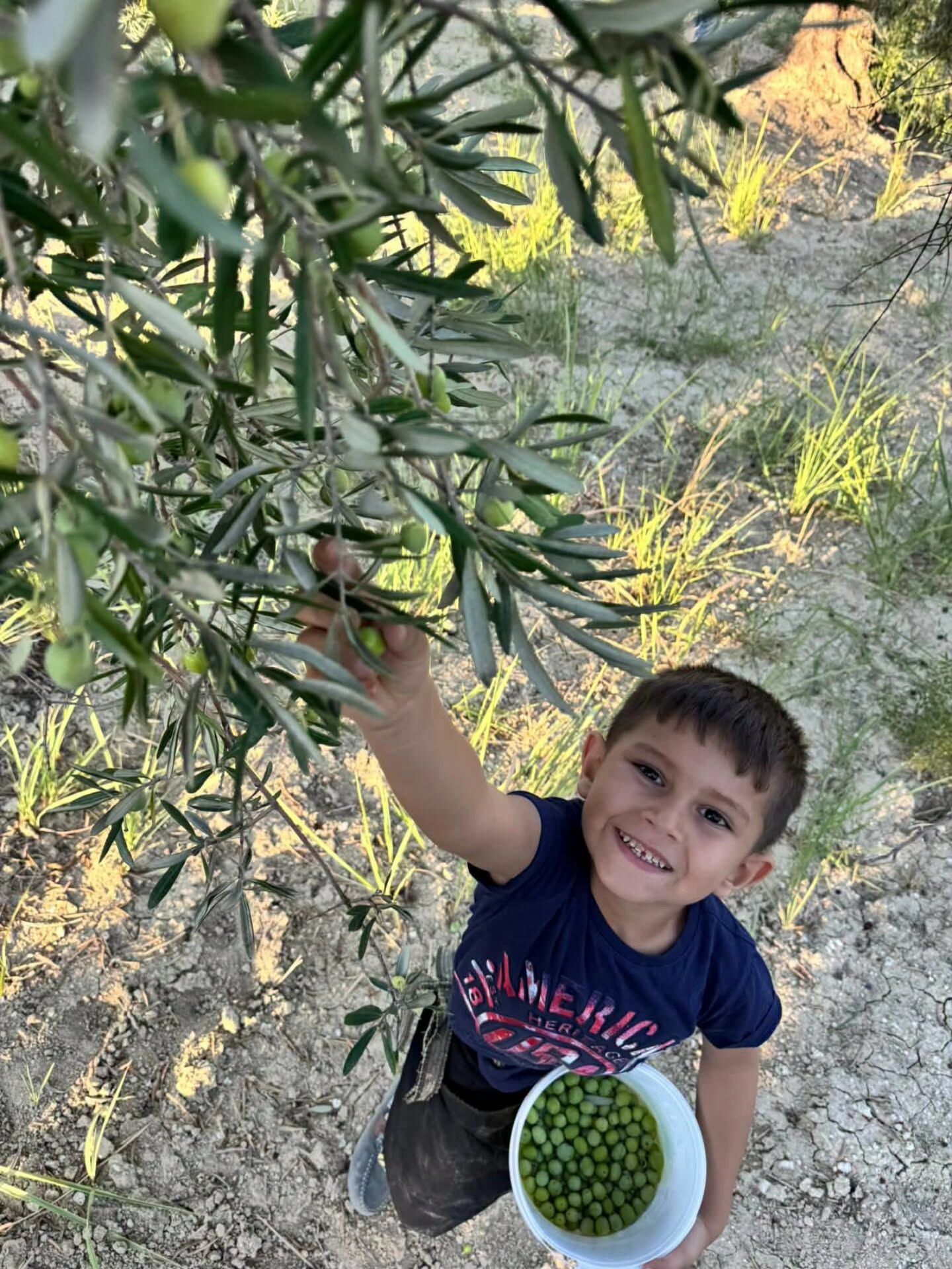 Altınözü Karsu Köyü’nde Halhalı Zeytin Hasadı Başladı (3)