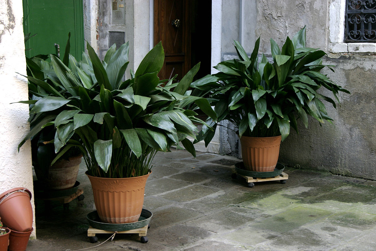 Aspidistra Elatior (Salon Yaprağı)
