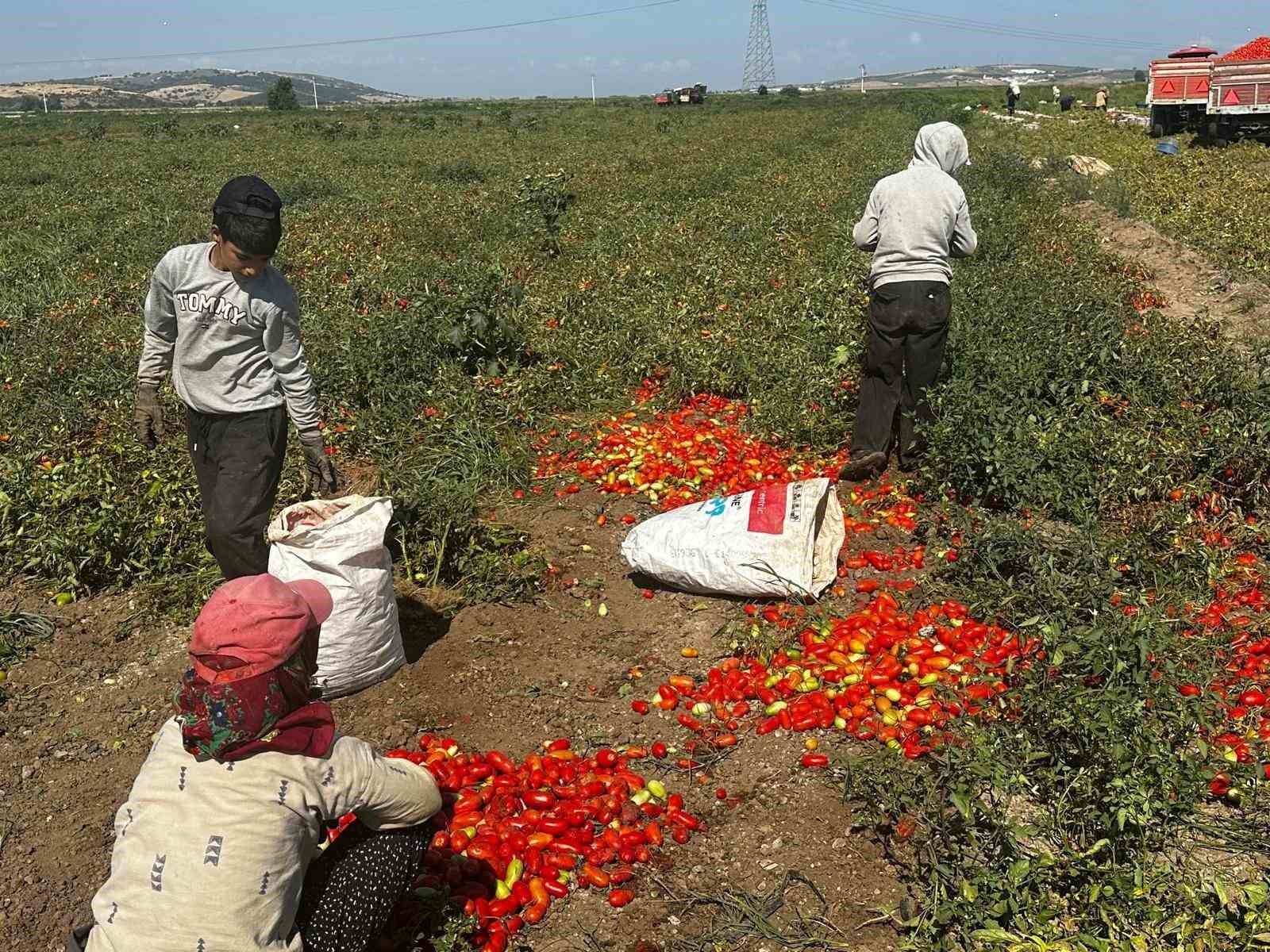 Bursa’da Çeltik Suyu Nedeniyle Domateste Verim Düştü2