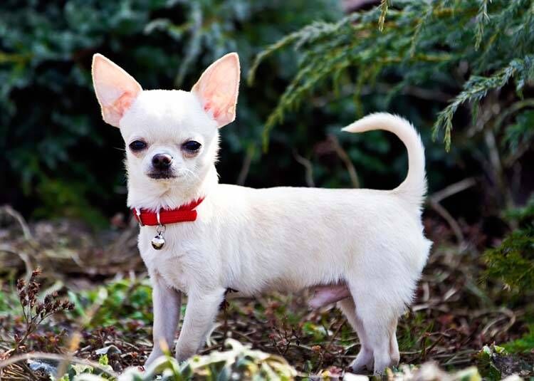 Chihuahua1