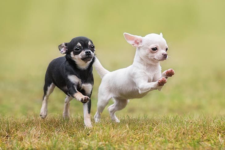 Chihuahua3