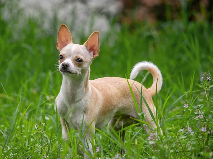 Chihuahua4