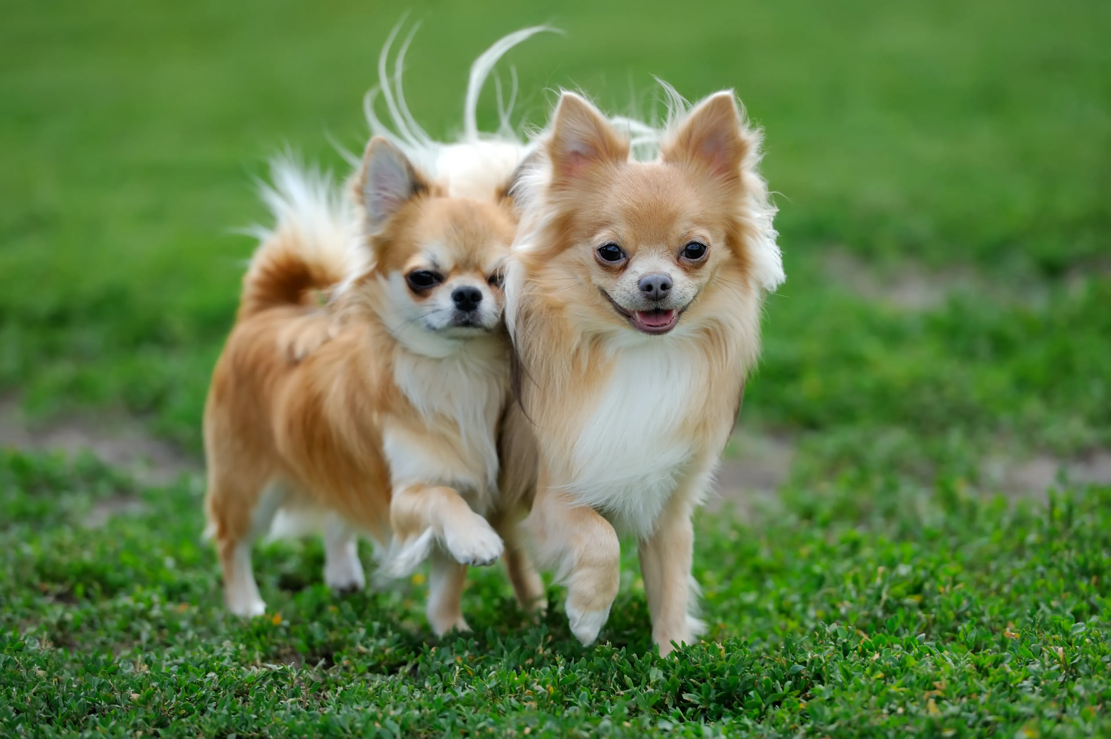 Chihuahua5