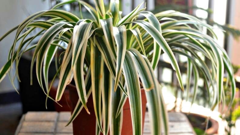 Chlorophytum Comosum (Kurdele Çiçeği)