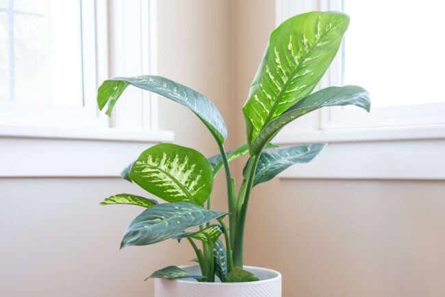 Dieffenbachia (Aptal Baston Çiçeği)