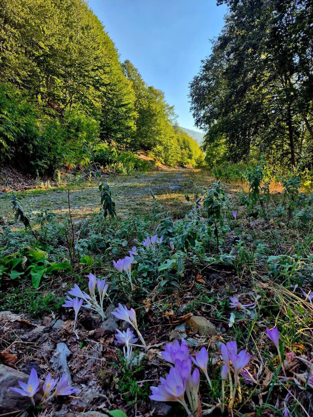 Dörtyol’un Topaktaş Yaylası Sonbahara Bürünüyor (4)
