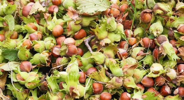 Giresun Fındığı Karadeniz’in Topraktan Gelen Değeri3