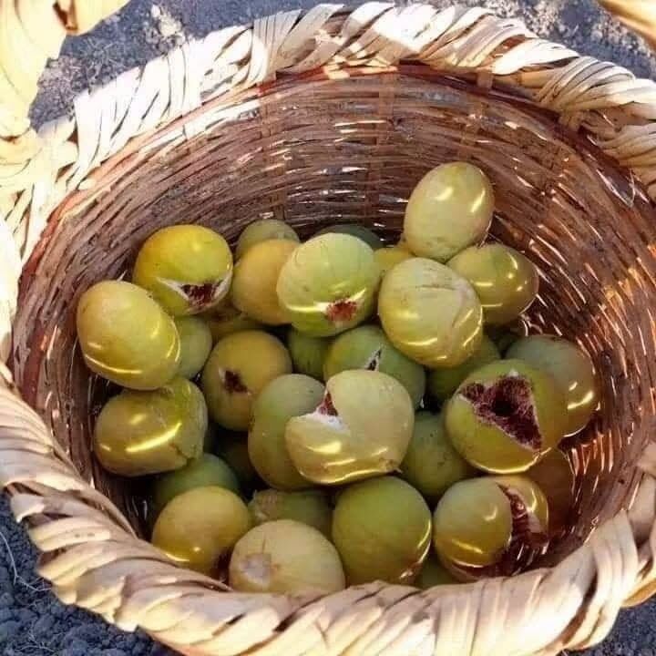 Hatay İncirleri Yaz Sofralarını Tatlandırıyor2