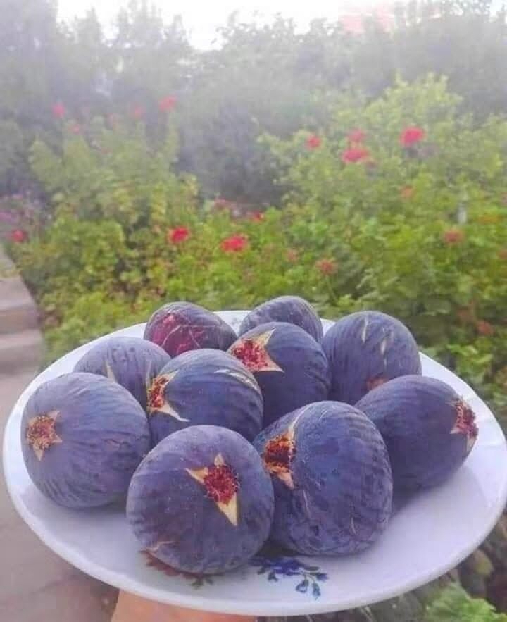 Hatay İncirleri Yaz Sofralarını Tatlandırıyor3