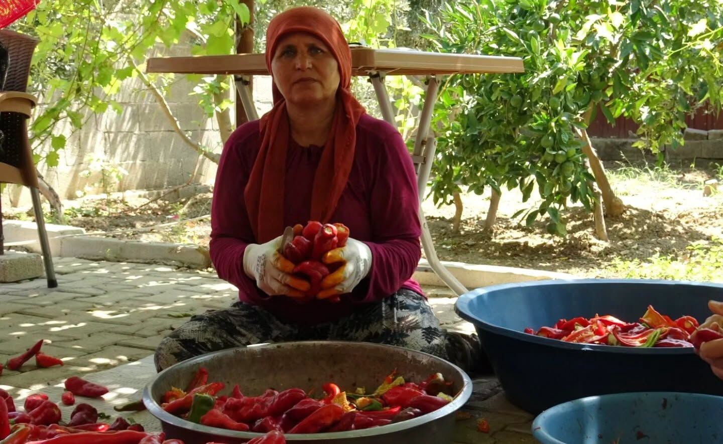 Hatay’da Biber Hasadıyla Damlar Kırmızıya Büründü2