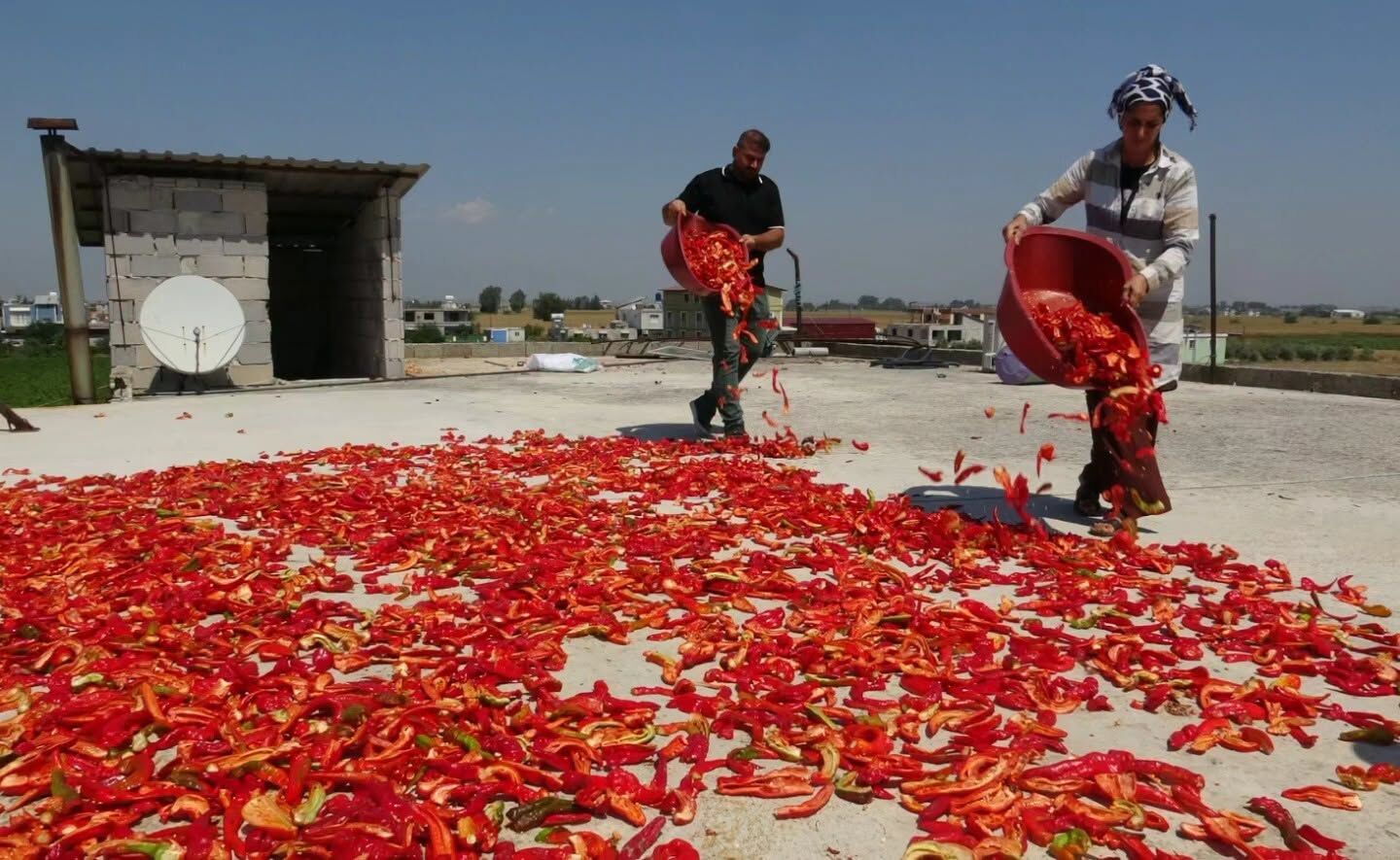 Hatay’da Biber Hasadıyla Damlar Kırmızıya Büründü3