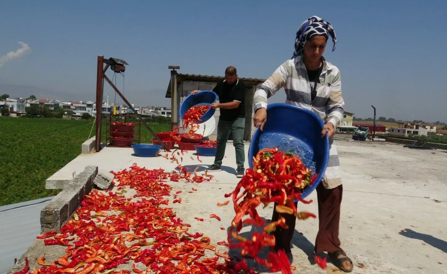 Hatay’da Biber Hasadıyla Damlar Kırmızıya Büründü5