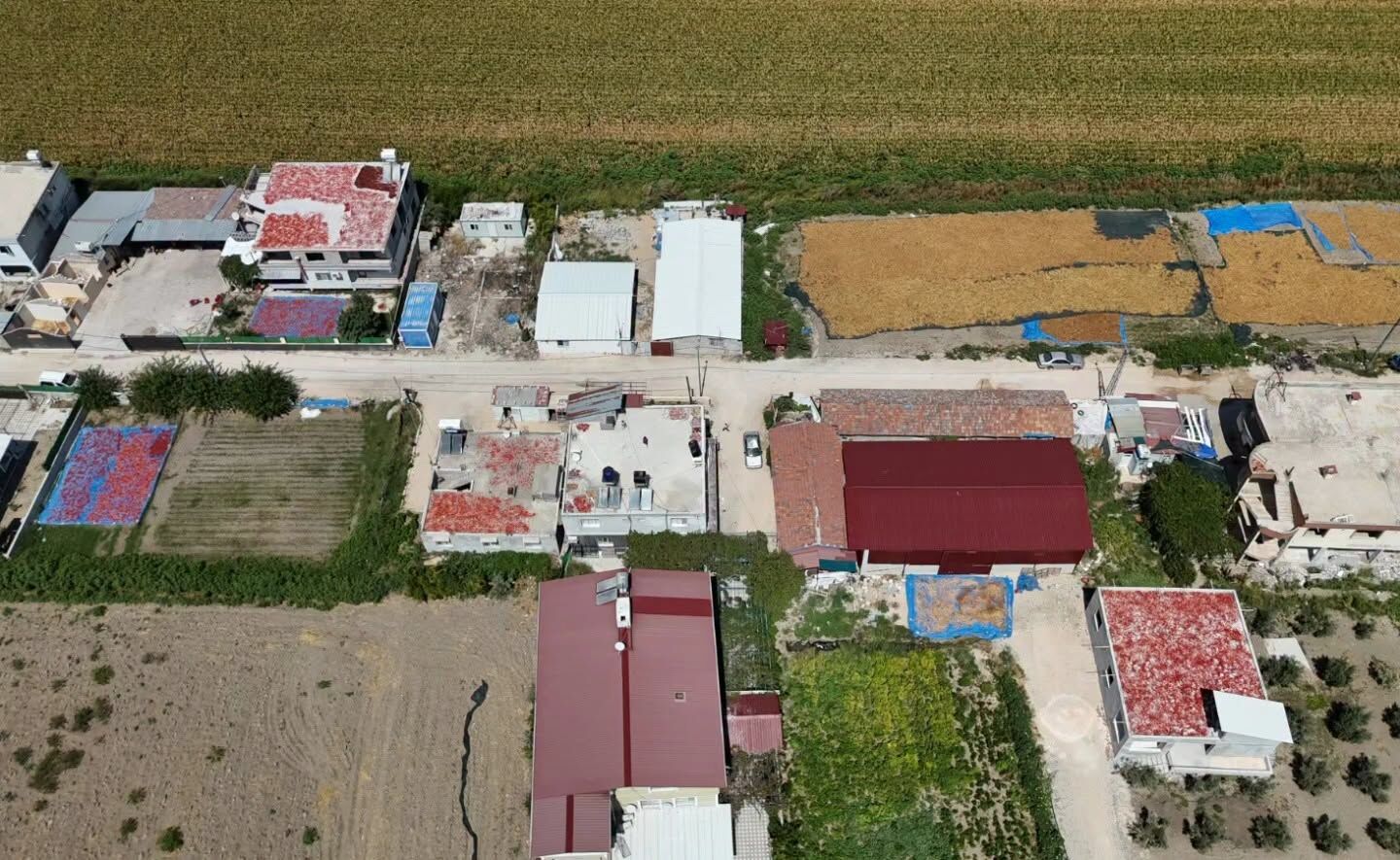 Hatay’da Biber Hasadıyla Damlar Kırmızıya Büründü7
