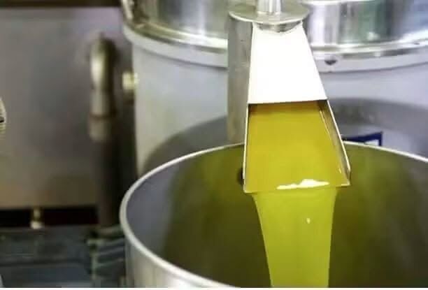 Hatay’da Zeytin Hasadı Bereket Duasıyla Başladı