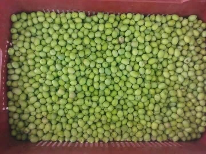 Hatay’da Zeytin Hasadı Bereket Duasıyla Başladı3