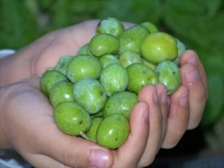 Hatay’da Zeytin Hasadı Bereket Duasıyla Başladı4