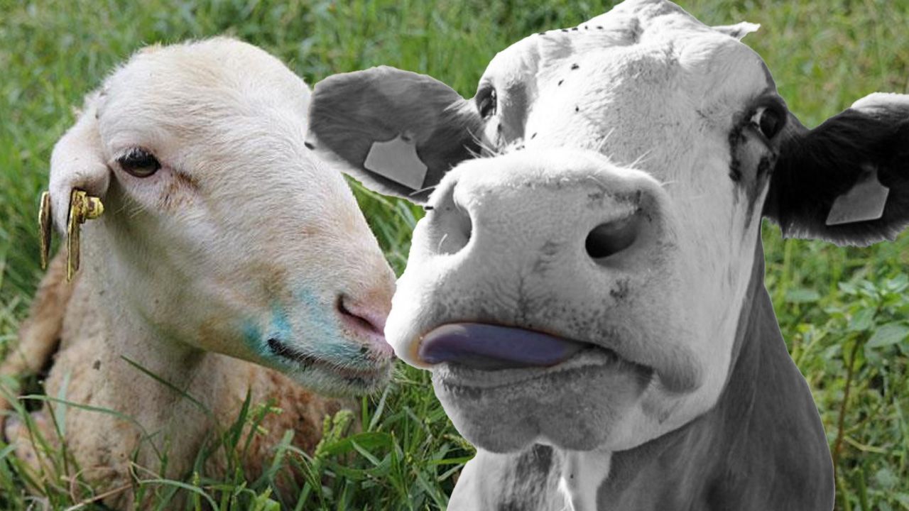 Mavi Dil Hastalığı Nedir, İnsana Bulaşır Mı? Hayvanlara Nasıl Yayılıyor?