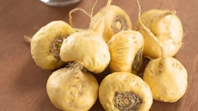 Maca Kökü