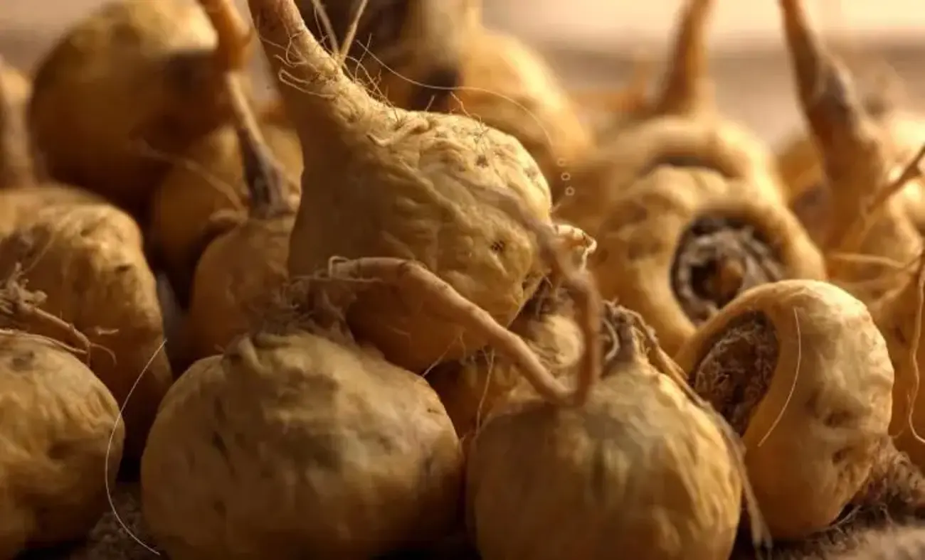Maca Kökü4